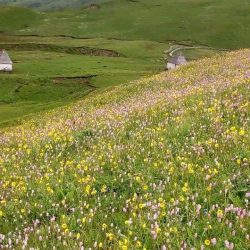 Valley of flowers